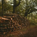 brown wooden logs on brown soil