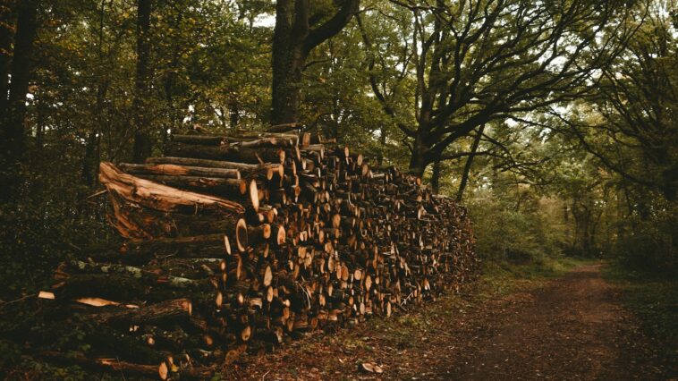 brown wooden logs on brown soil